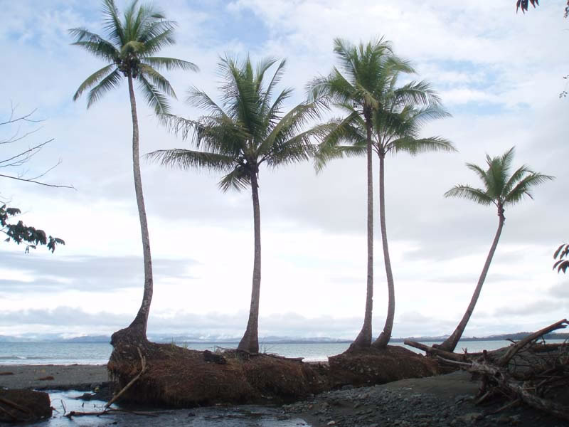  Coconut Palms by Golfo Dulce